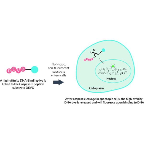 CASPASE-3 SUBSTRATE IN 1XPBS 10 µL