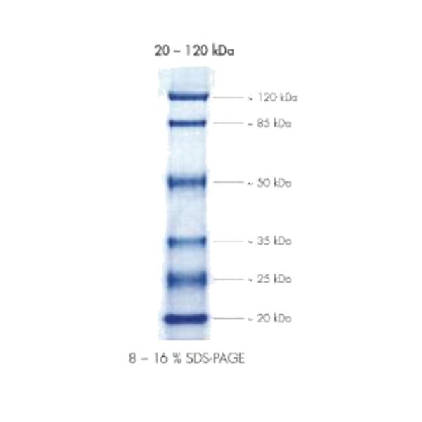 KIT PEQLAB PEQGOLD PROTEIN MARKER I 2X1000 UL