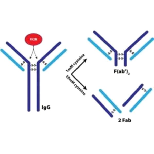 FICINA INMOBILIZADA, 5 ML