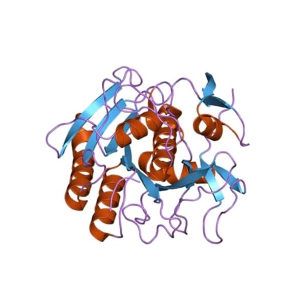 PROTEINASA K LIOFILIZADA, 1 G