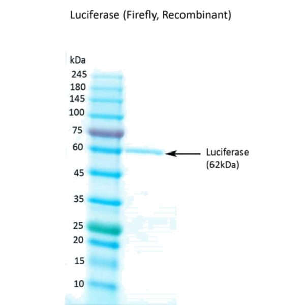 LUCIFERASA LUCIERNAGA RECOMBINANTE 500 µG