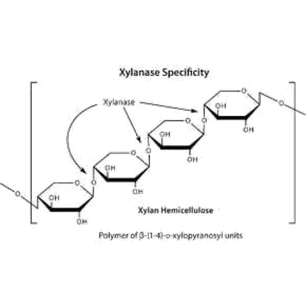 LYTICASE DE ARTHROBACTER LUTEUS 20KU