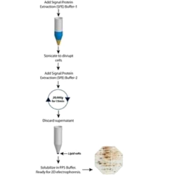 KIT PROTEINA DE SEÑAL FOCUS P/50