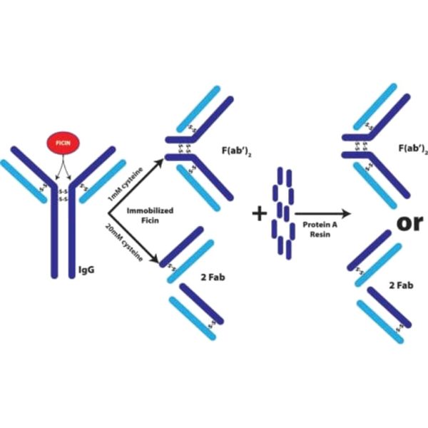 KIT FAB+F(ab)2 FRAGMENT IgG1 RATON C/PROTEI A