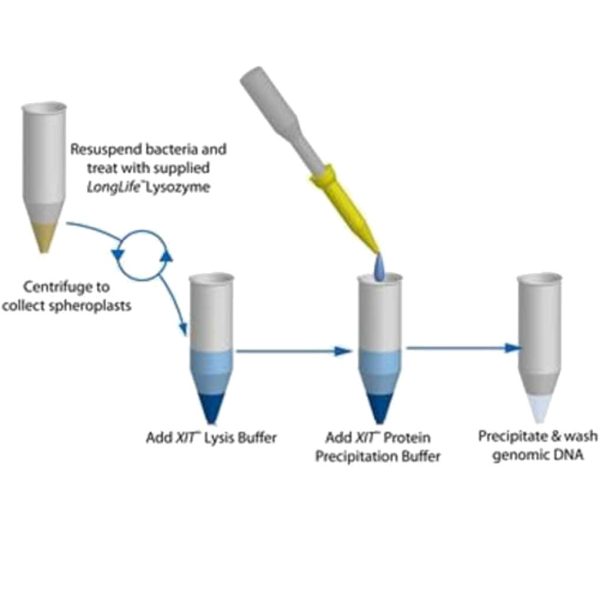 KIT XIT GENOMIC ADN GRAMPOSITIVA CULTIVO 25ML